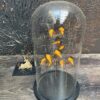 Modern bell jar filled with butterflies