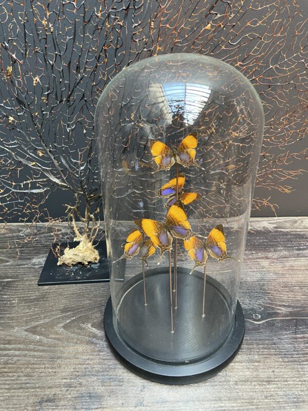 Modern bell jar filled with butterflies