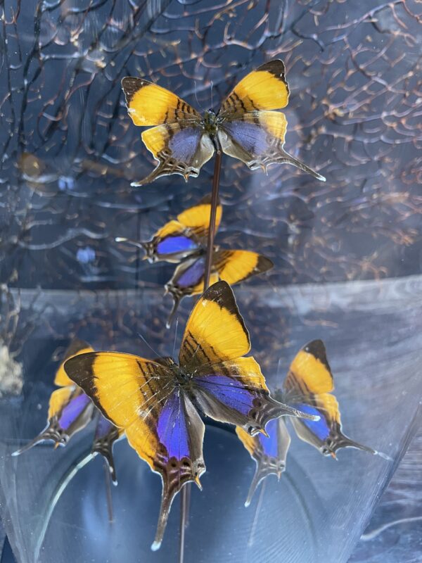 Modern bell jar filled with butterflies