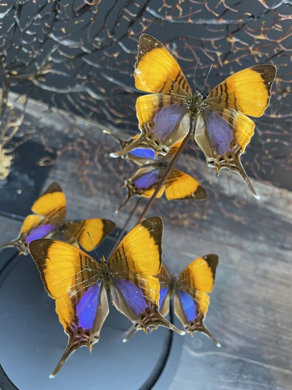 Modern bell jar filled with butterflies