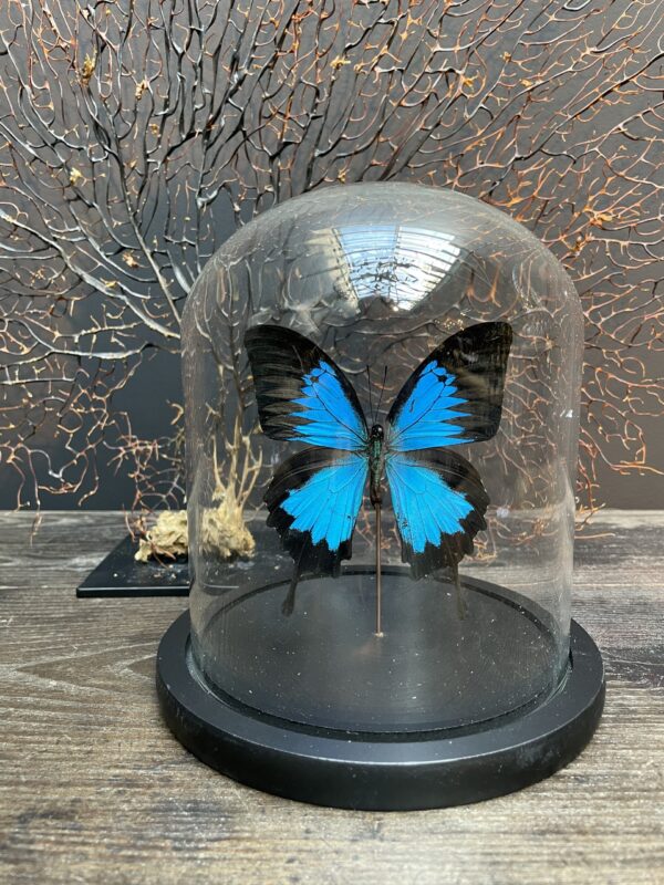 Moderne stolp gevuld met een prachtige vlinder