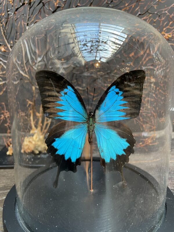 Moderne Glasglocke gefüllt mit einem schönen Schmetterling