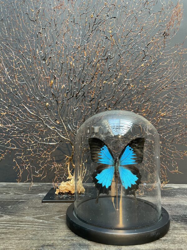 Modern dome filled with a beautiful butterfly