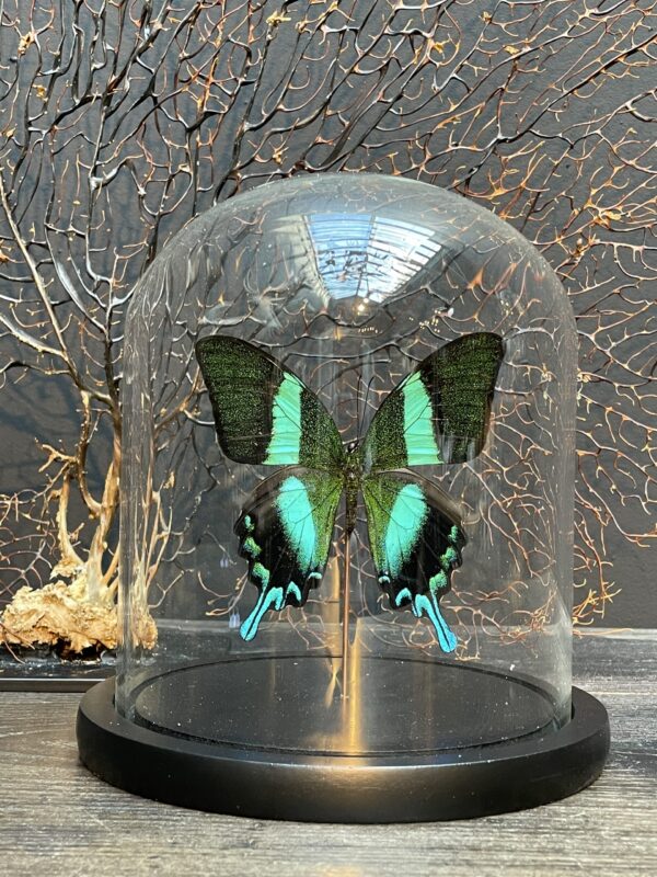 Modern dome filled with a beautiful butterfly