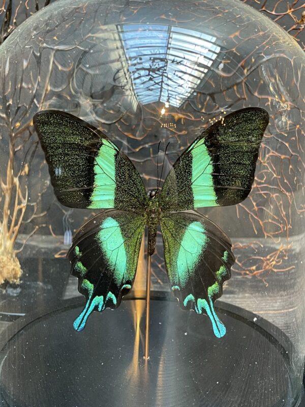 Moderne Glasglocke gefüllt mit einem schönen Schmetterling