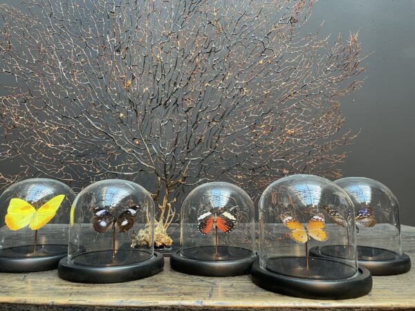 Modern small dome with beautiful butterfly