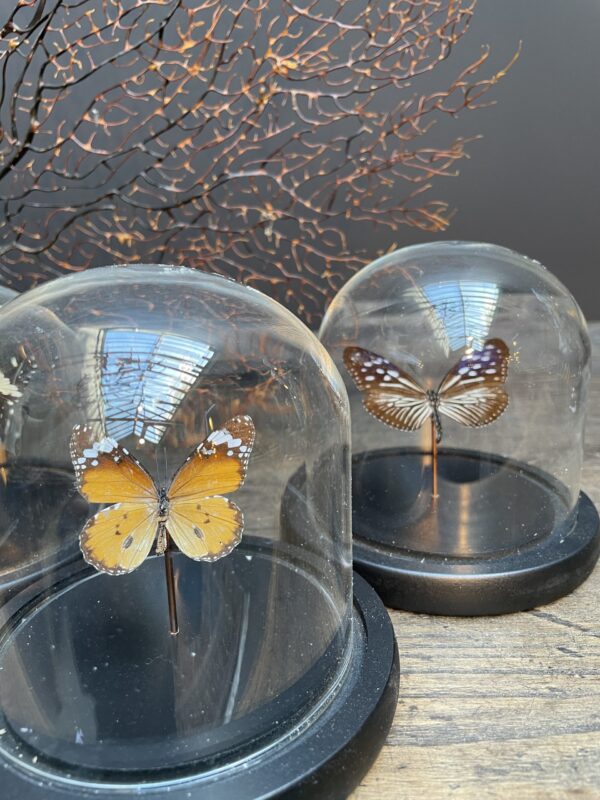 Modern small dome with beautiful butterfly