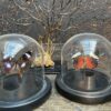 Modern small dome with beautiful butterfly