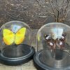 Modern small dome with beautiful butterfly