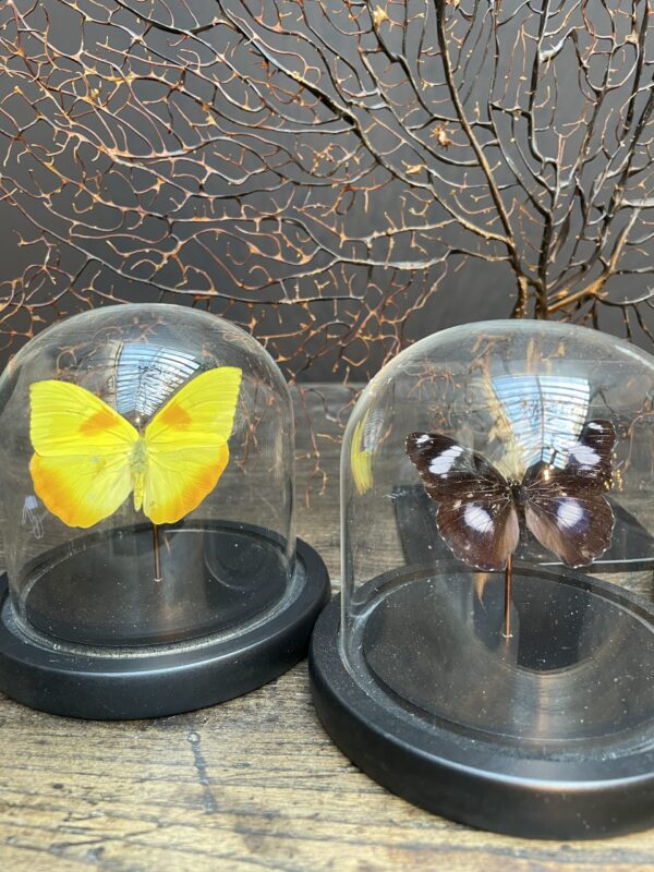 Modern small dome with beautiful butterfly