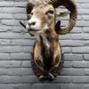 Mounted head of a large mouflon