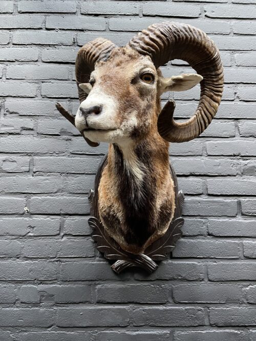 Mounted head of a large mouflon