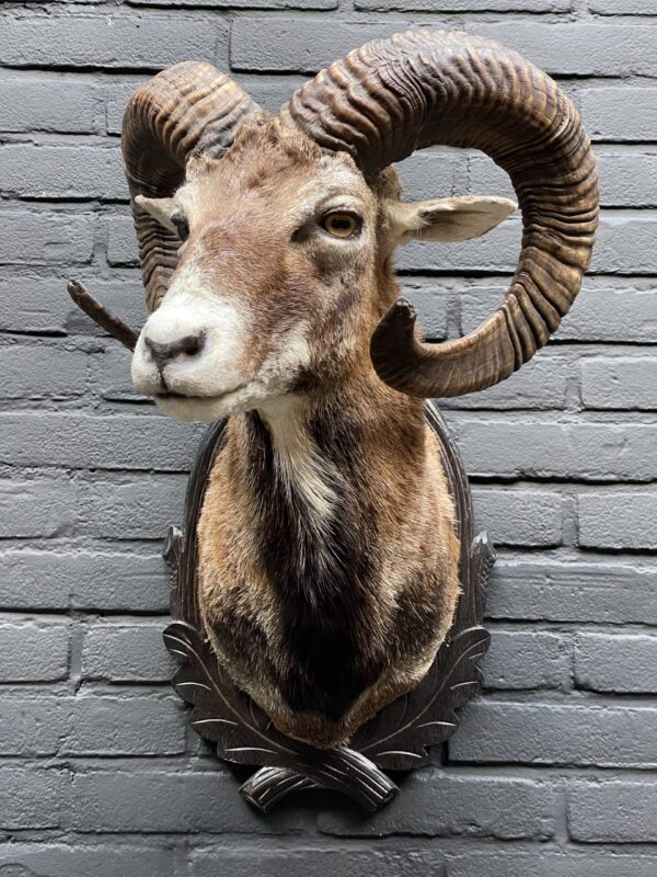 Mounted head of a large mouflon