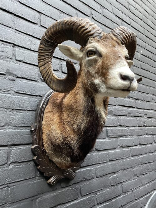 Mounted head of a large mouflon