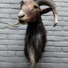 Mounted head of a large mouflon