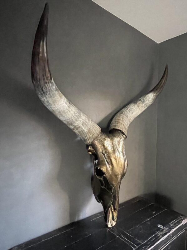 Huge metallized skull of a Watusi bull