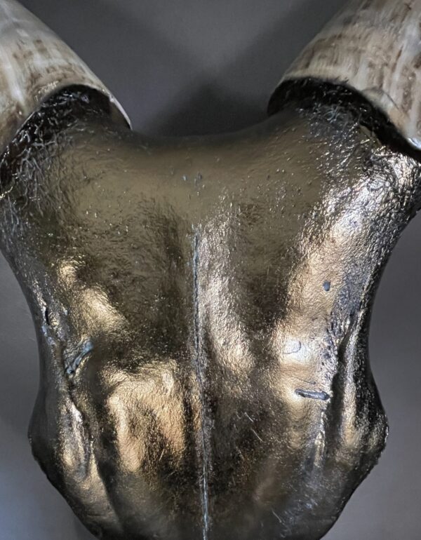 Große brons metallisierte Schädel eines Watusi-Bullen