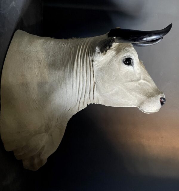 Stylish stuffed Piedmontese bulls head