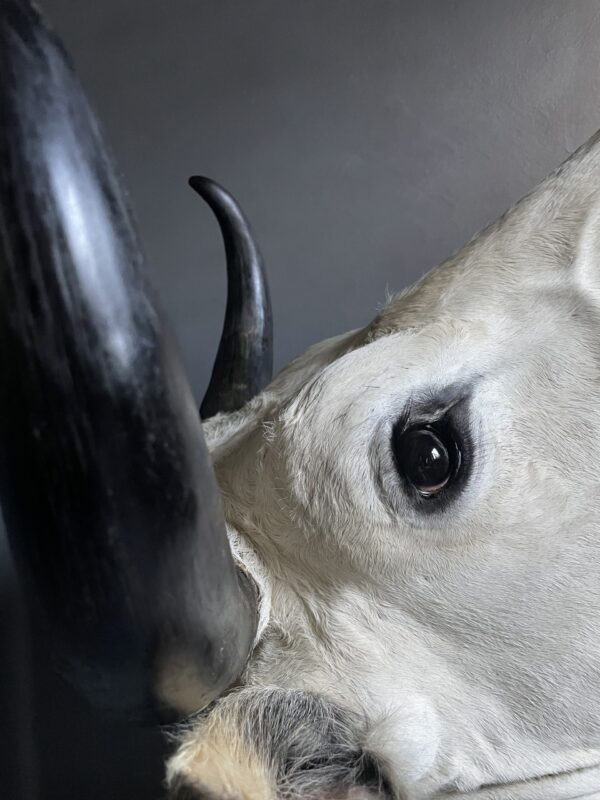 Stylish stuffed Piedmontese bulls head