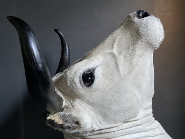 Stylish stuffed Piedmontese bulls head