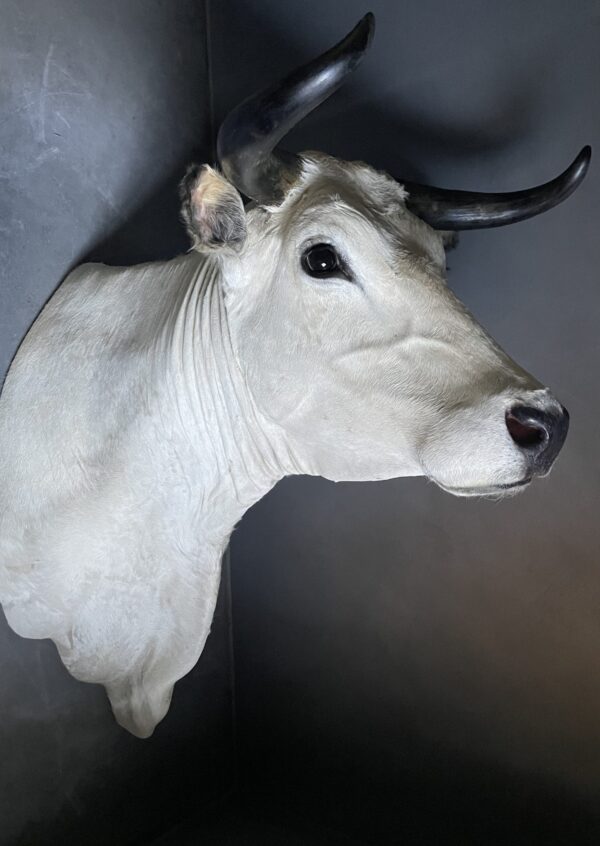 Stylish stuffed Piedmontese bulls head