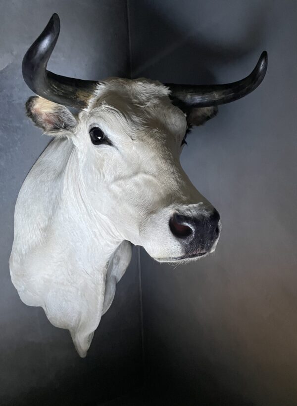 Stylish stuffed Piedmontese bulls head