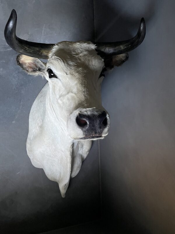 Stylish stuffed Piedmontese bulls head