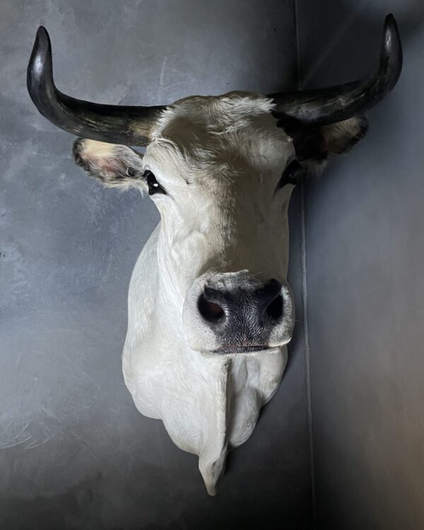 Stylish stuffed Piedmontese bulls head