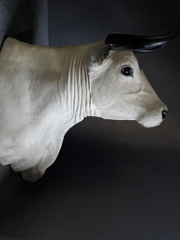 Stylish stuffed Piedmontese bulls head