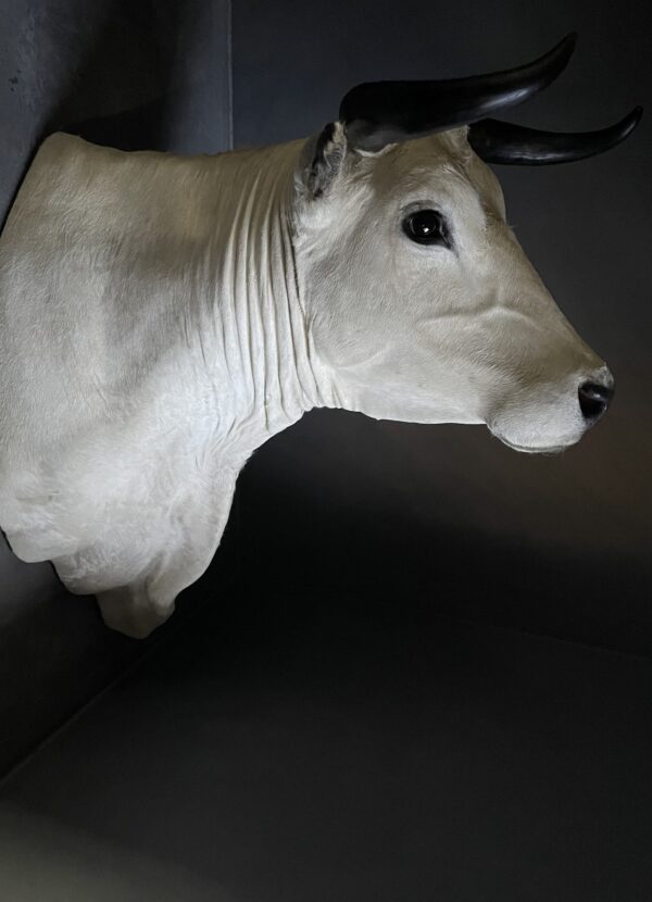 Stylish stuffed Piedmontese bulls head