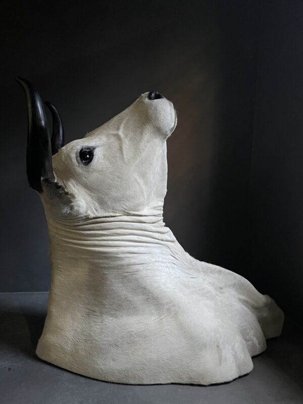 Stylish stuffed Piedmontese bulls head