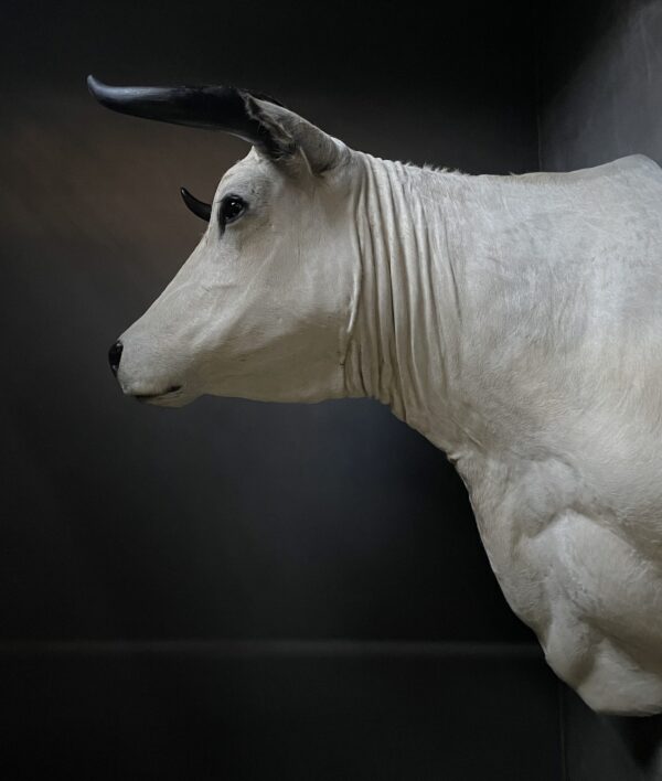 Stylish stuffed Piedmontese bulls head