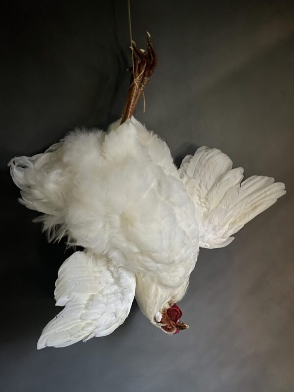 Taxidermy chicken still life