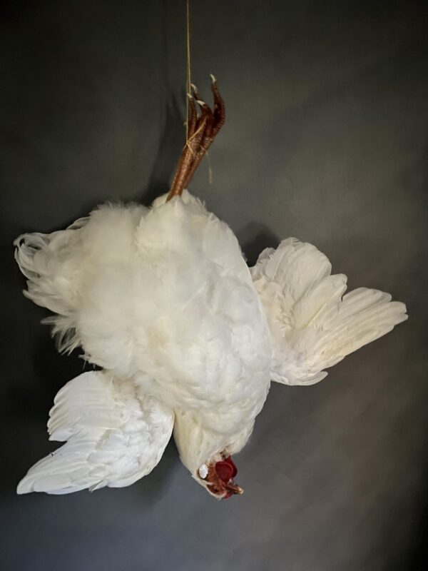 Taxidermy chicken still life