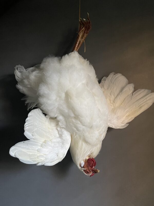 Taxidermy chicken still life