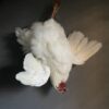 Taxidermy chicken still life