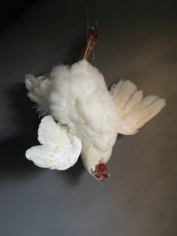 Taxidermy chicken still life