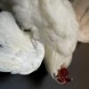 Taxidermy chicken still life