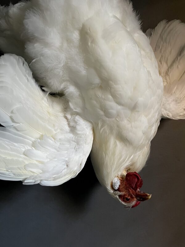 Taxidermy chicken still life