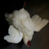 Taxidermy chicken still life