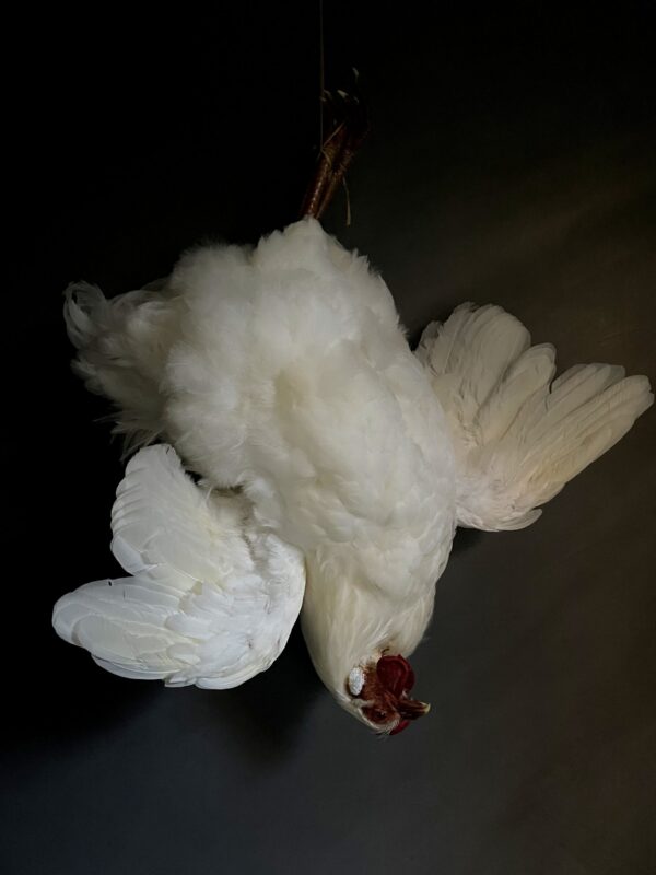 Taxidermy chicken still life