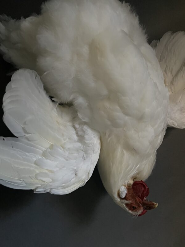 Taxidermy chicken still life