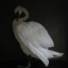 Taxidermy stuffed mute swan