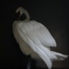 Taxidermy stuffed mute swan