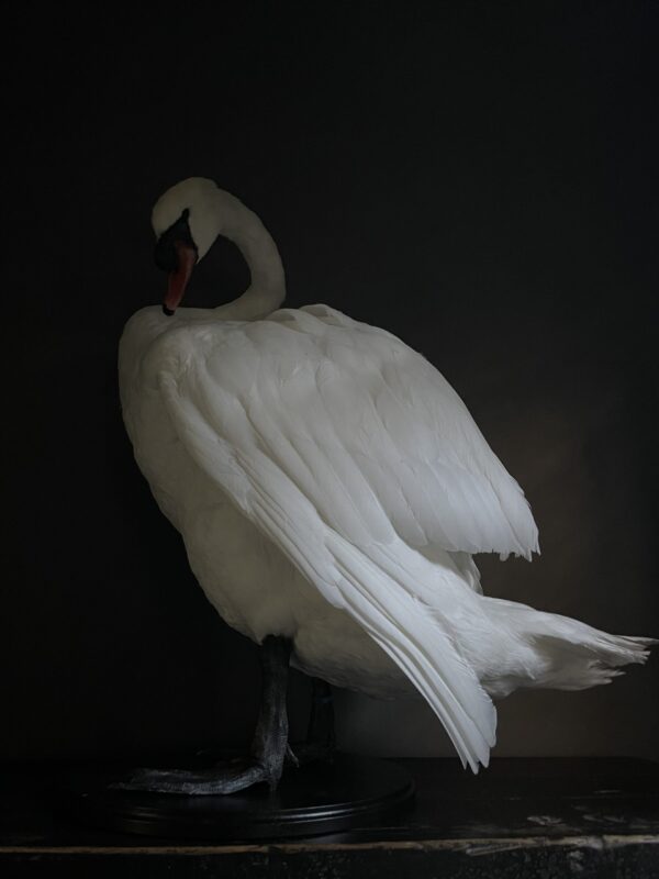 Taxidermy stuffed mute swan