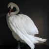 Taxidermy stuffed mute swan