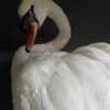 Taxidermy stuffed mute swan