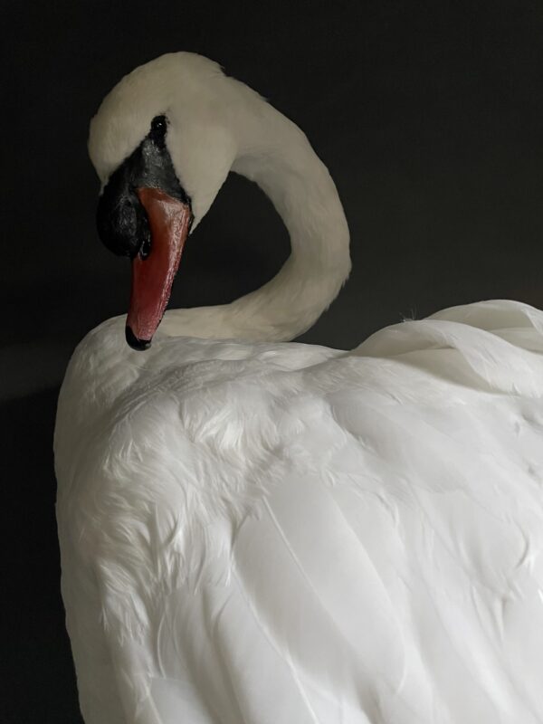 Taxidermy stuffed mute swan