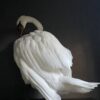 Taxidermy stuffed mute swan