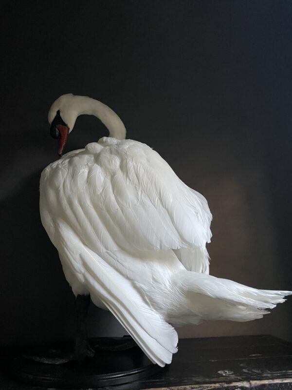 Taxidermy stuffed mute swan